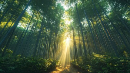 Obraz premium Golden Rays in the Bamboo Forest: A Serene Path