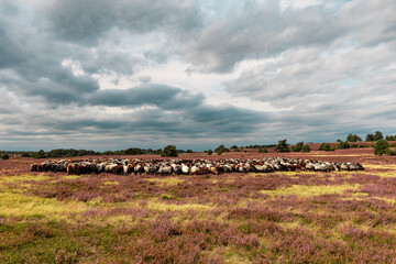 Große Heidschnucken- und Ziegenherde in der Lüneburger Heide bei Niederhaverbeck