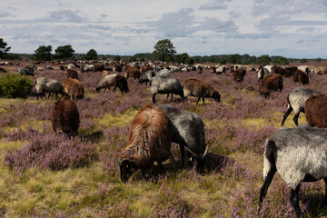 Große Heidschnucken- und Ziegenherde in der Lüneburger Heide bei Niederhaverbeck