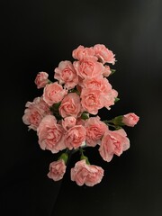 Pink mini carnations on black
