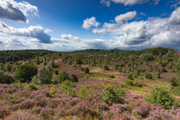 Tolle Aussicht in den Totengrund aus osten unter nahenden Gewitterwolken in der Lüneburger Heide