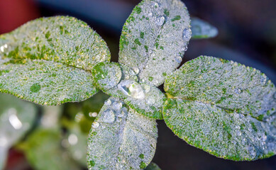 Morning Dew Drops on the Frosty Looking Leaves
