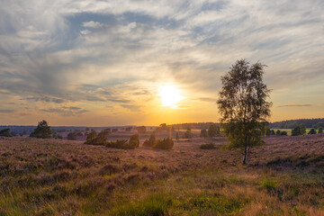Farbenprächtiger Sonnenuntergang in der Lüneburger Heide bei Undeloh