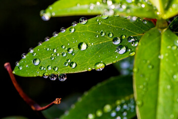Water Drops Scattered over a Leaf
