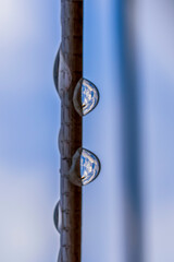 Fototapeta premium Morning Drew Drops on a Line