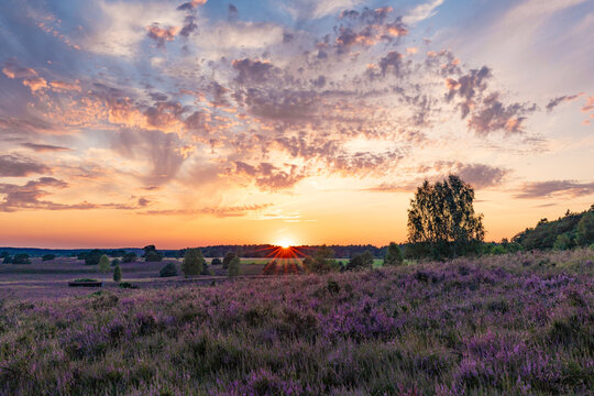 Farbenpr&auml;chtiger Sonnenuntergang in der L&uuml;neburger Heide bei Undeloh
