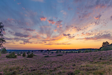 Farbenprächtiger Sonnenuntergang in der Lüneburger Heide bei Undeloh