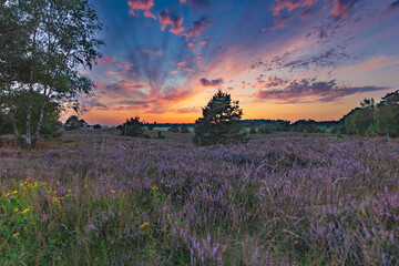 Farbenprächtiger Sonnenuntergang in der Lüneburger Heide bei Undeloh