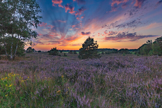 Farbenpr&auml;chtiger Sonnenuntergang in der L&uuml;neburger Heide bei Undeloh