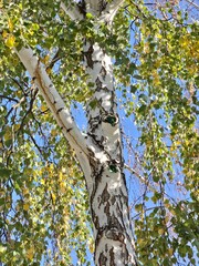 birch tree in spring