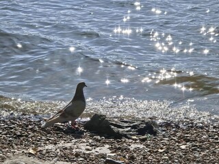 Waves on the shore of a field bird near the water glare on the water sunny day near the water