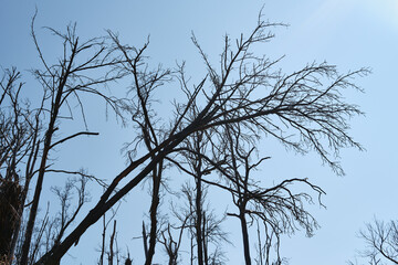 Nature’s Resilience After Wildfire Destruction