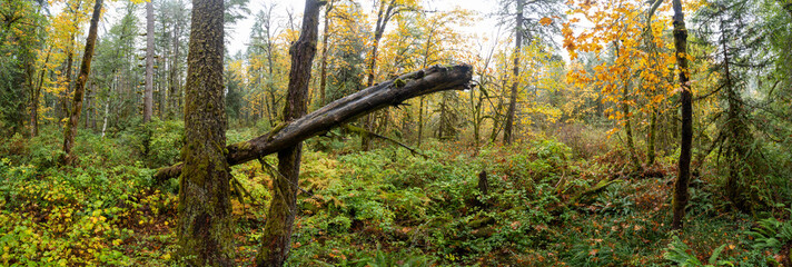 Panorama view of a colorful fall forest with a large fallen tree trunk, Cowichan Valley, Vancouver Island, British Columbia, Canada