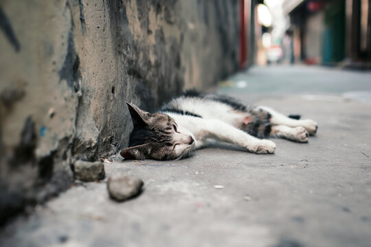 A sleeping stray cat resting on concrete in an outdoor urban alley - Powered by Adobe