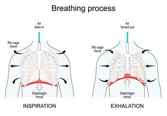 Breathing. Lungs and Diaphragm functions