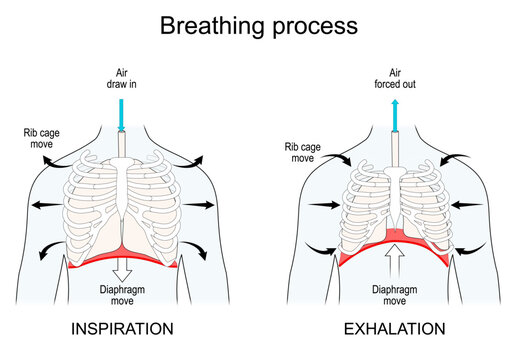 Breathing. Lungs and Diaphragm functions