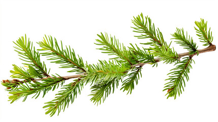 "Transparent PNG of Isolated Pine Leaves – Perfect for Nature and Design Projects"
"Clear PNG Image of Isolated Pine Tree Leaves – Ideal for Creative and Seasonal Designs"