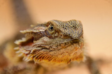 close up portrait of a lizard