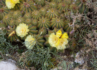 View with cactus flowers. Detail view of the cardon cactus with green and torqouise colors. Peaceful nature. Peyote cactus cochineal fig cocheneel fig blad apple cactus hedge hog thistle torch thistle