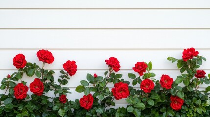 Vibrant red roses blooming against white wall garden floral photography outdoor close-up