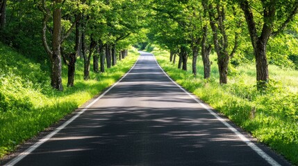 Scenic drive through lush green trees along peaceful country road summer landscape aerial view