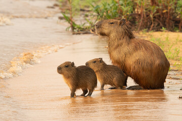 Capybara babies on beach together alone by river