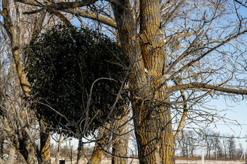 Oncological disease of old poplar
