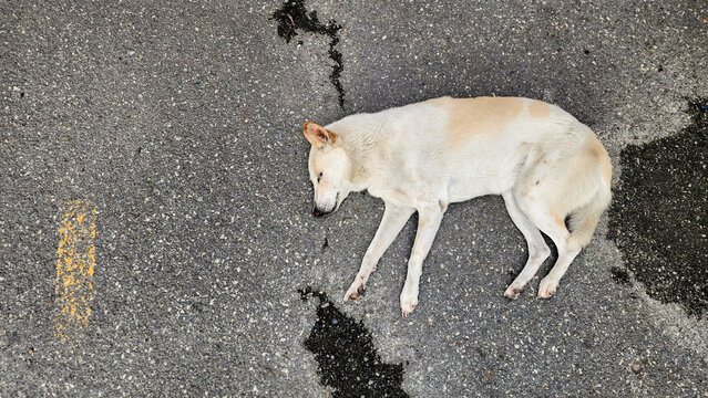 top view stray dog ​​sleeping on the road