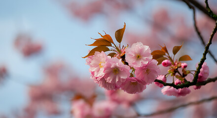 A close-up of pink cherry blossoms on branches against a light blue sky.