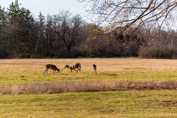 A Small Herd Of White-tailed Deer Feeding In An Urban Field In Mid November In Wisconsin