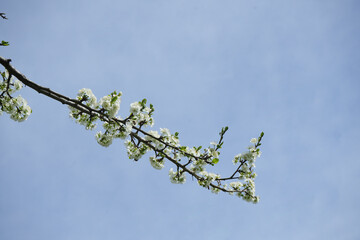 1 one alone Branch of blossoming cherry apple tree against clear blue sky background. white flower blossom fruit trees branch flowering spring season fruit growing blue sky ecology seasonal backdrop.