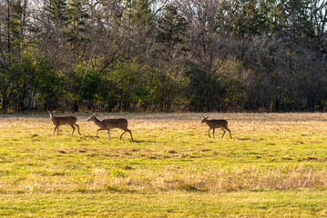 A White-tailed Doe Deer And Twin Fawns In An Urban Field In Mid November In Wisconsin