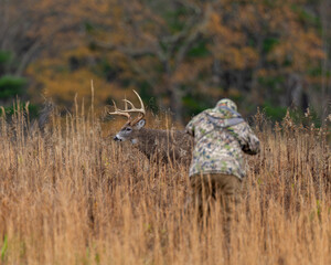 Photographer close to large whitetail buck