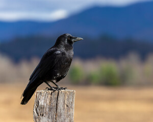 crow on a fence post