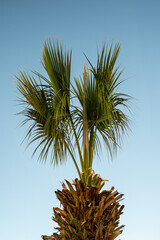 palm tree on sky background