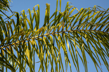 palm leaves against sky