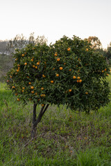 orange tree in the orchard