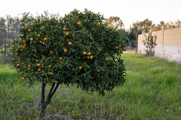 Tangerine tree in the orchard