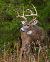 Mature 8 Point buck in the rut in Cades Cove