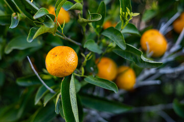 orange tree with oranges
