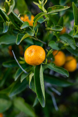 oranges or tangerine on tree