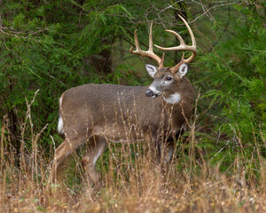 Mature 8 Point buck in the rut in Cades Cove