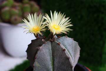 Astrophytum, a cactus with double yellow flowers.   Green background next to another pot

