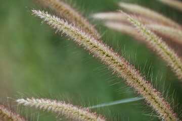 Many longgrass flowers have brown stamens that are all starting to mature. green background

