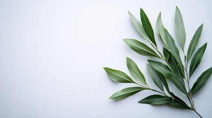 Fototapeta premium Serene Green Leaves on White Background: Minimalist Botanical Photography