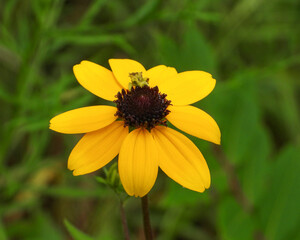 Rudbeckia triloba | Brown-eyed Susan | Native North American Wildflower