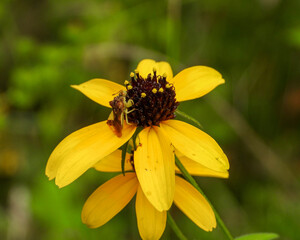Rudbeckia triloba | Brown-eyed Susan | Native North American Wildflower