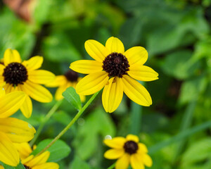 Rudbeckia triloba | Brown-eyed Susan | Native North American Wildflower