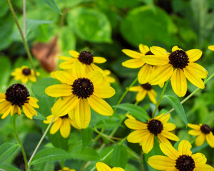 Rudbeckia triloba | Brown-eyed Susan | Native North American Wildflower