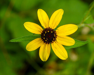 Rudbeckia triloba | Brown-eyed Susan | Native North American Wildflower